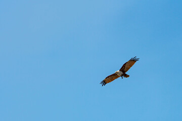 Brahminy kite flying in the blue sky.