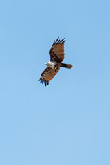 Obraz premium Brahminy kite flying in the blue sky.