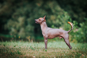 Mexican dog outside posing. Show dog in green background.