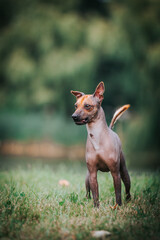 Mexican dog outside posing. Show dog in green background.