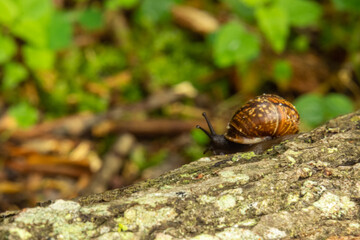 snail on a tree in the forest