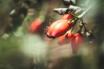 A portrait of a bunch of rose hips hanging on a prairie rose plant also known as rosa setigera or climbing rose. The rose haw is also known as rose hep and they look like red berries.