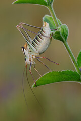 Large grasshopper on a blade of grass on a summer day