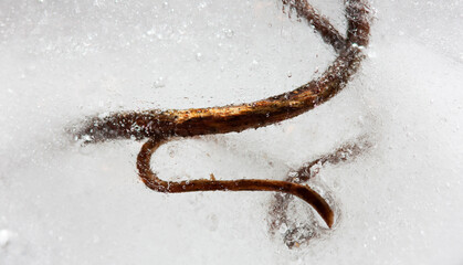 Frozen Branch