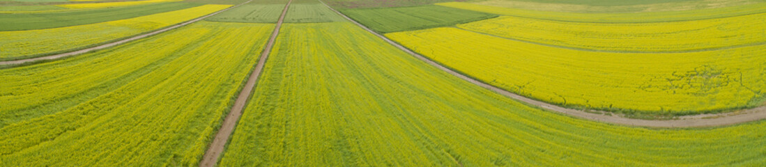 Fototapeta premium Aerial drone panorama view of cole flower filed in China