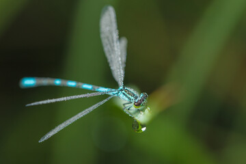 Dragonfly-arrow close-up, early morning in dewdrops