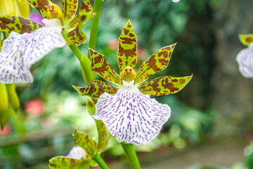 Zygopetalum Orchid