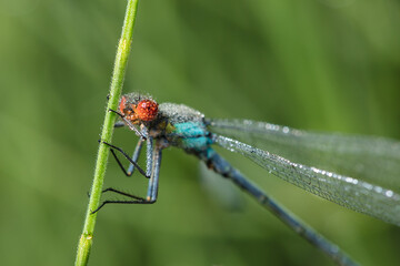 Dragonfly-arrow close-up, early morning in dewdrops
