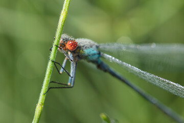 Dragonfly-arrow close-up, early morning in dewdrops