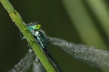 Dragonfly-arrow close-up, early morning in dewdrops