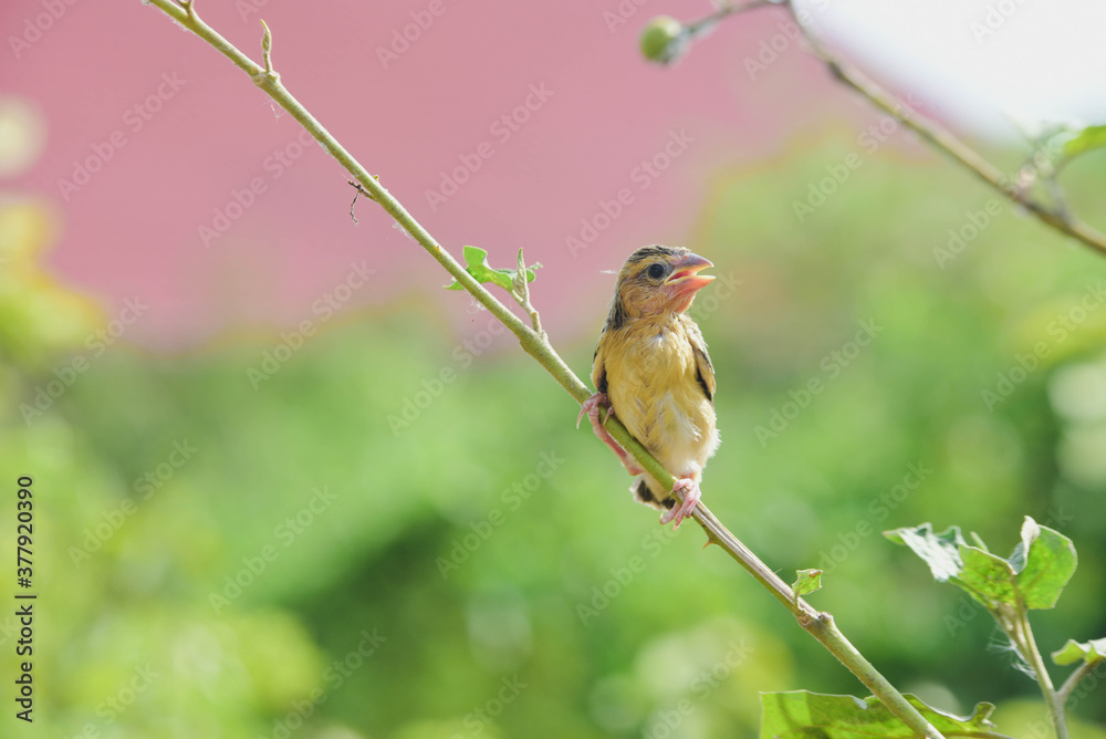 Wall mural robin on a branch