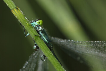 Dragonfly-arrow close-up, early morning in dewdrops