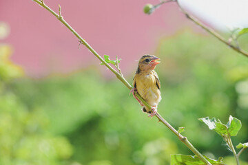 robin on a branch