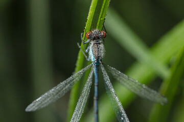 Dragonfly-arrow close-up, early morning in dewdrops