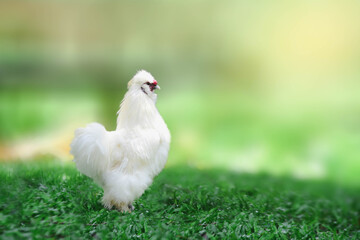 white chicken on grass