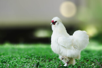 white chicken on grass