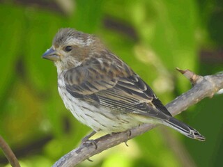 A sparrow on a branch