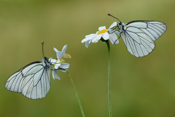 two butterflies Aporia crataegi butterflyrus sits on a summer morning on a daisy flower