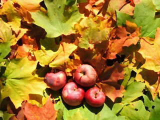 
Apples on maple leaves
