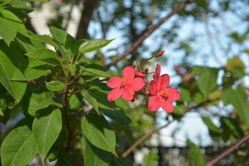 couple red jatropha integerrima blossoms in sunny morning in the garden