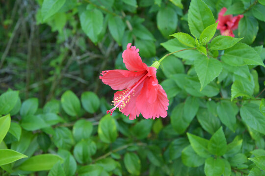 red hibiscus blossoms with long pistil in the middle of green leaves in the garden © young