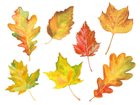 set of watercolor autumn tree leaves isolated on white
