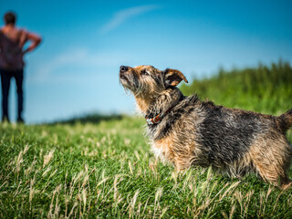 Small dog looking up at the sky