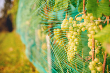 Grape vines covered with netting for protection from deer and birds