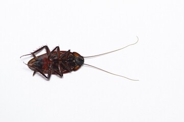 American Cockroach dead on its back isolated on a plain white background with room for text, macro flat lay format. Image taken in Houston, Texas.