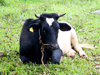 Black and white colored cow resting in a ground