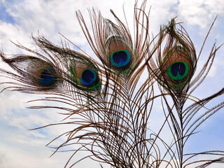 Four elegant peacock feathers in cloud background. Outdoors