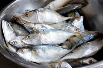 fresh rastrelliger  mackerel fish