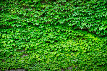 壁一面の緑のツタ