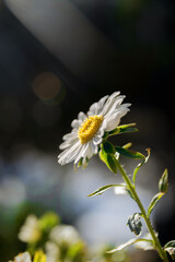 white flower, daisy or Bellis perennis, on a summer sunny day © JoseClaudio