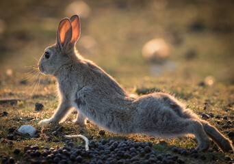 Rabbit exercising in the early evening sunshine. 