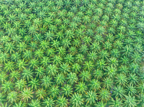 Bird's-eye view of oil palm plantation in the morning.