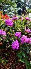 Fototapeta na wymiar pink and purple flowers