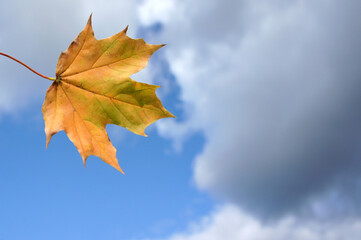 Fototapeta na wymiar Maple leaf on a sky background. Autumn composition. One red leaf. Close up.