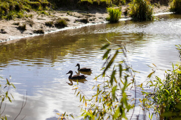 Photo of two ducks on the river.