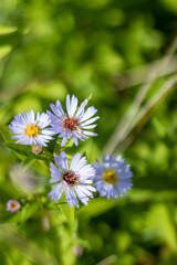 Photo of a beautiful chamomile flower.