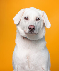 Obraz premium studio shot of a shelter dog on an isolated background