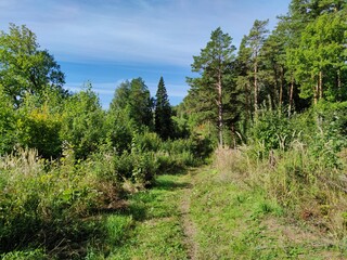 Fototapeta na wymiar path near a green pine forest on a sunny day against a blue sky with clouds