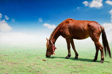 Obraz premium horses on the meadow