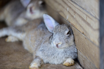 rabbit in the garden