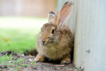 rabbit in the garden