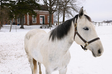 Gray thoroughbred mare in winter in front of a farmhouse