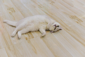 Fototapeta premium white cat sleeping on the floor