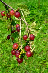 Fresh red gooseberry on a branch of a gooseberry bush in the garden.