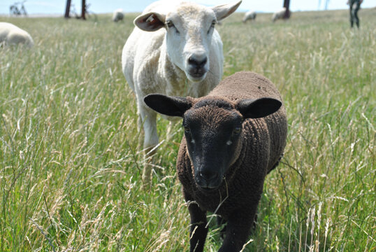 Herd Of Sheep Grazing On A Green Pasture