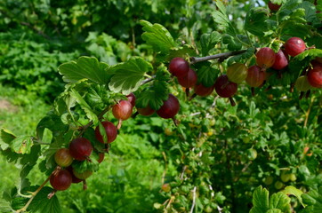 Fresh red gooseberry on a branch of a gooseberry bush in the garden.